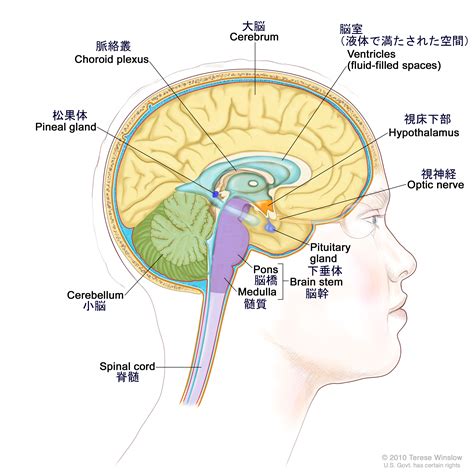 頭部位置|ヒトの脳： 解剖学的構造と機能